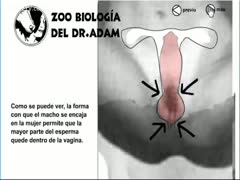 biological during a female dog's penetration